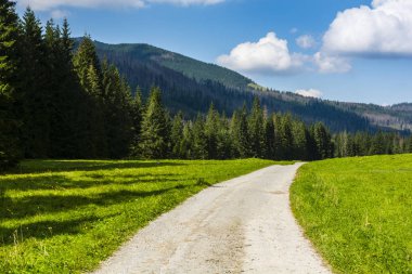 Yolun yeşil glade ormanın içinde Tatra Dağları ile.