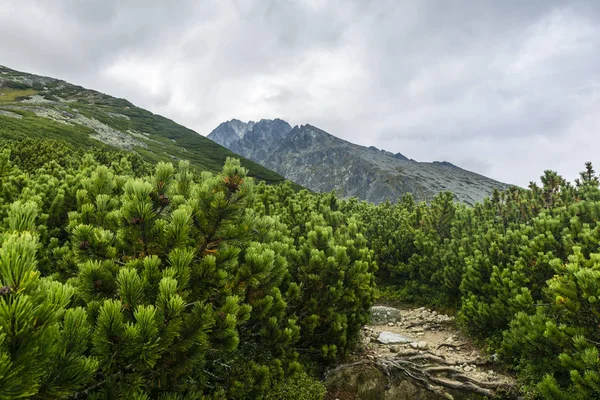 Bergpad Berg Grenen Die Werd Gevolgd Door Een Toeristische Route — Stockfoto