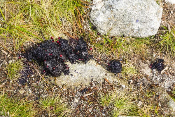 Marcação Pelo Excremento Território Alimentação Pelo Urso Castanho Ursus Arctos — Fotografia de Stock