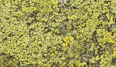 Crustose liken - harita liken (Rhizocarpon geographicum) kaya lichenometry bilimde kullanılan.