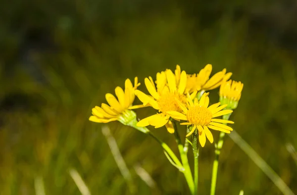 Flores Amarillas Senecio Subalpinus Jacobaea Subalpina — Foto de Stock