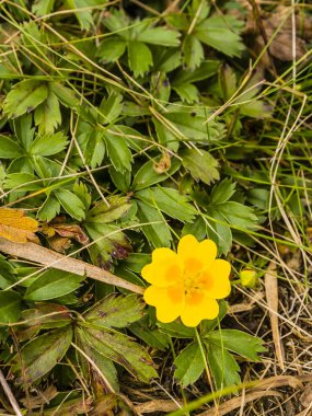 Bir güzel sarı çiçek (Potentilla aurea L.) dağlarda büyüyen üstten görünüm.