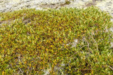 Willow çalı, creepers kayalar ve dağlarda meydana gelen toprak.