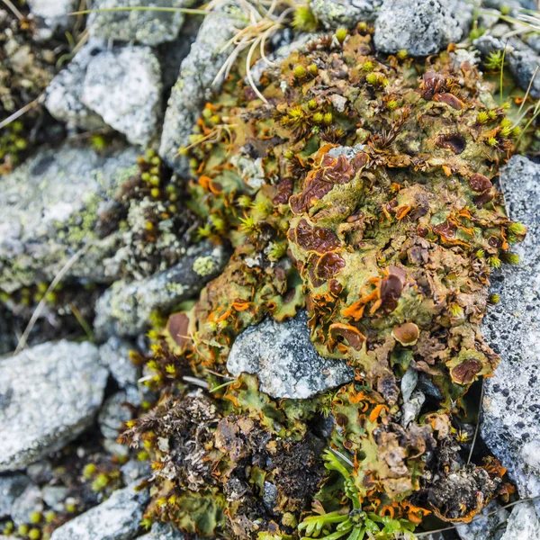 Lichen Solorina Crocea Ach — Stock Photo, Image