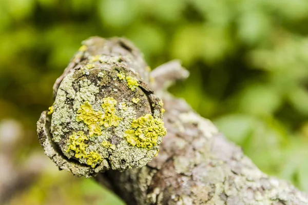 Vulpicida Pinastri Parmeliopsis Bran Lichens — Stock Photo, Image