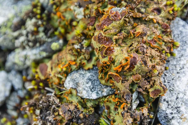 Close Thallus Lichen Solorina Crocea Ach Occurring Natural Environment — Stock Photo, Image