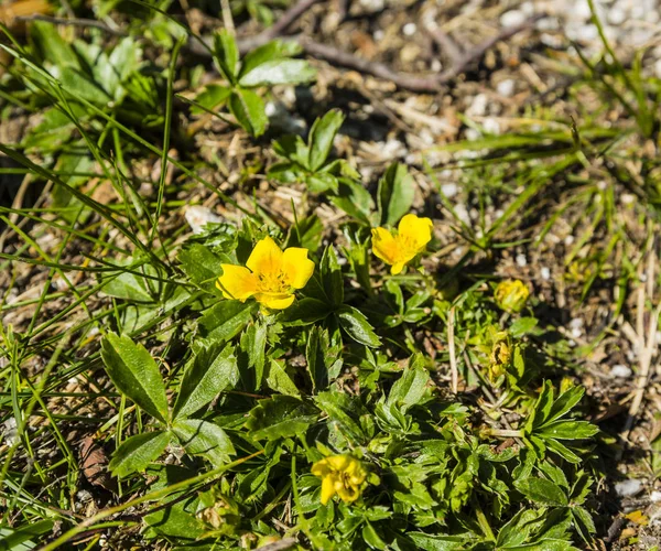 Flor Amarilla Potentilla Aurea —  Fotos de Stock