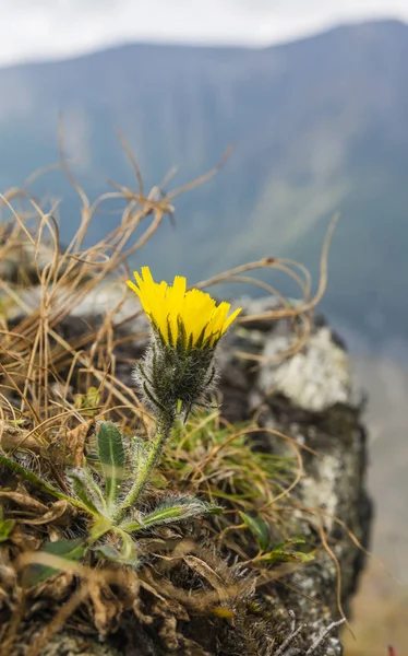 Close Uma Flor Hieracium Habitat Natural — Fotografia de Stock