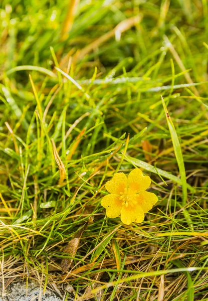 Tautropfen Auf Gelben Blütenblättern Potentilla Aurea — Stockfoto