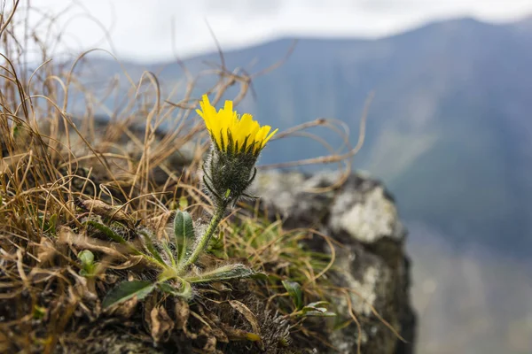 Habitat Natural Montanha Para Ocorrência Uma Flor Hieracium — Fotografia de Stock