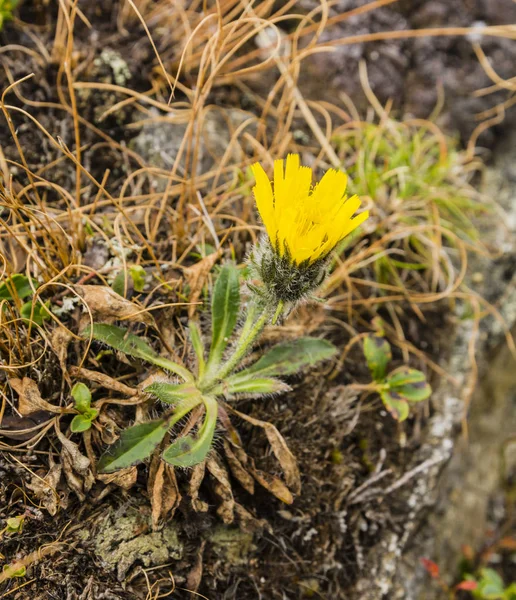Kwitnący Kwiat Żółty Jastrzębiec Naturalnym Środowisku — Zdjęcie stockowe