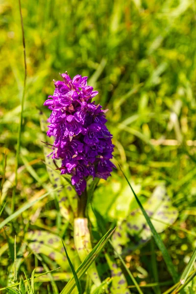 Dactylorhiza Majalis Est Genre Orchidées Famille Des Orchidaceae — Photo