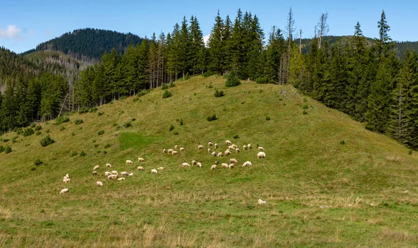 Una Manada Ovejas Pastando Claro Bosque Las Montañas —  Fotos de Stock