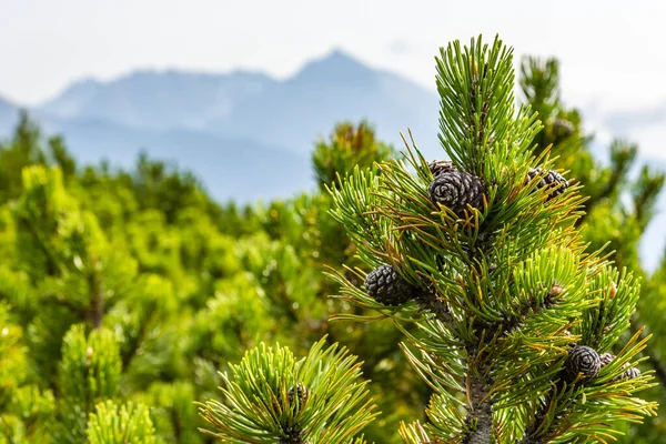 Bergtall Pinus Mugo Turra Frökottar Den Naturliga Miljön Bergskam Bakgrunden — Stockfoto