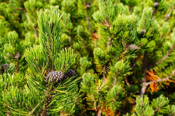 Seed cone on a twig with green needles. Mountain pine in summer in the natural environment of the Tatra Mountains. — Stock Image Seed Cone Twig Green Needles Mountain Pine Summer Natural Environment Stock Image