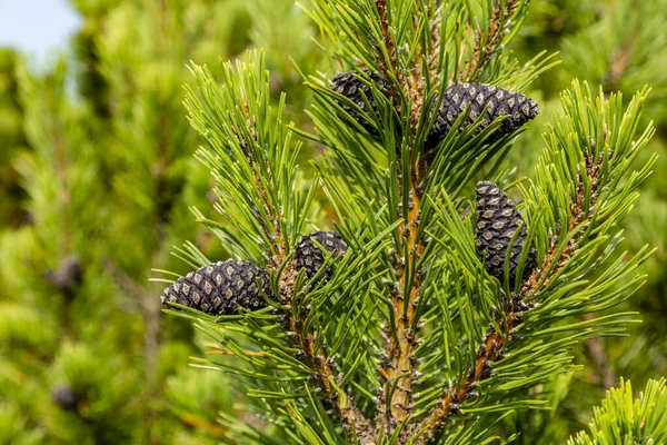 Cones on a mountain pine twig in the natural environment of the Tatra Mountains. — Stock Image Cones Mountain Pine Twig Natural Environment Tatra Mountains Stock Picture
