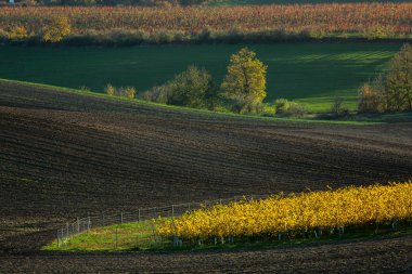 Minimalist yatay, dalgalar hills, yeşil ve sarı alanlar. Soyut doğa arka plan. South Moravia, Çek Cumhuriyeti