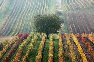 Ağaç, South Moravia, Çek Cumhuriyeti ile sonbaharda üzüm bağları
