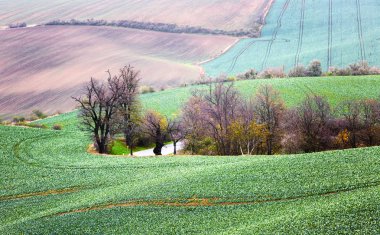 Dalgalar hills, yeşil alanlar ve ağaçlar, South Moravia, Çek Cumhuriyeti ile manzara