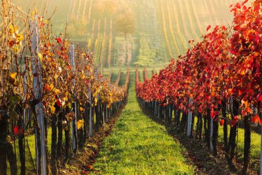 ineyards sonbahar, kırmızı, sarı, South Moravia, Çek Cumhuriyeti