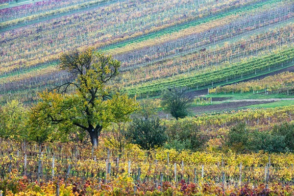 Paisaje Con Olas Colinas Campos Verdes Árboles Moravia Del Sur —  Fotos de Stock