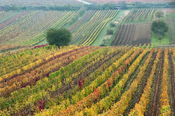 Vineyards in the fall with tree,  South Moravia, Czech Republic