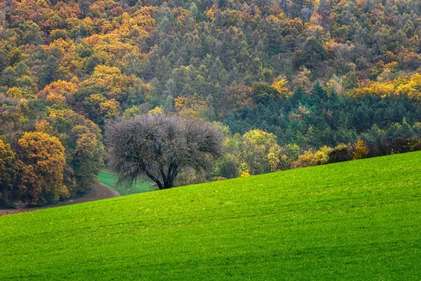 녹색의 나무와 — 스톡 사진