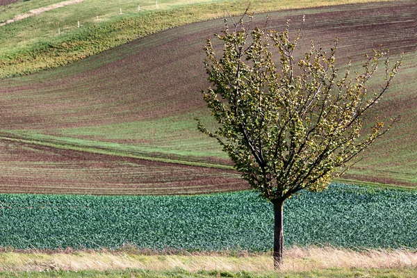 Landschap Met Golven Heuvels Groene Velden Boom Zuid Moravië Tsjechië — Stockfoto