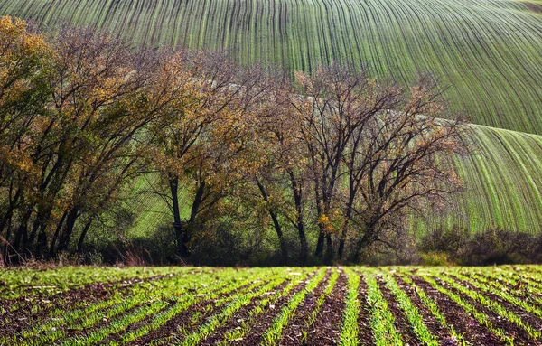 Paisaje Con Olas Colinas Campos Verdes Árboles Moravia Del Sur —  Fotos de Stock