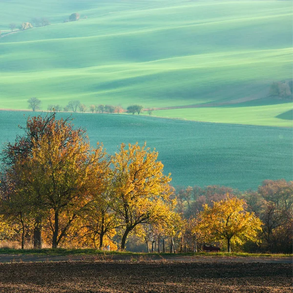 Landschap Met Golven Heuvels Groene Velden Bomen Zuid Moravië Tsjechië — Stockfoto