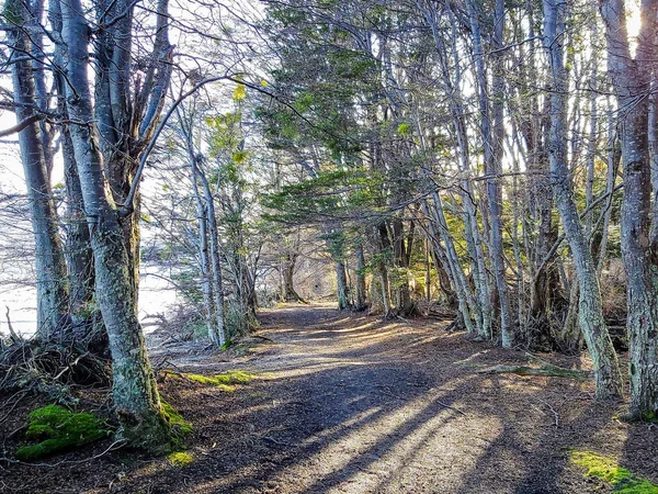 Rayons Soleil Entrant Dans Forêt — Photo