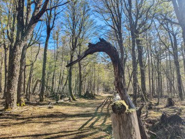 Ormanda kuş şeklinde kemerli ağaç gövdesi
