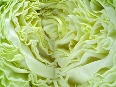 Lahana ya da yapraklı lahananın çoğu yeşildir ama beyaz ve mor gibi diğer renkler Akdeniz 'e özgüdür. Daha sonra genel olarak yayılır. Hasattan sonra kabak ağacından yenilenen dala en başlıca sebze ya da sebze dalı denir.