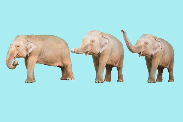 Elephants Blue Background Many Styles Clipping Path — Stock Photo, Image