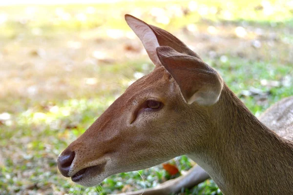 Eld Deer Thamin Brow Antlered Deer Animal Feeding Even Toed — Stock Photo, Image