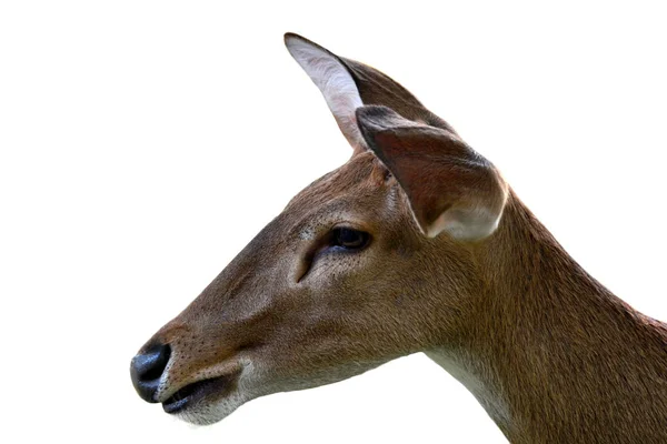 Eld Deer Thamin Brow Antlered Deer White Background Clipping Path — Stock Photo, Image