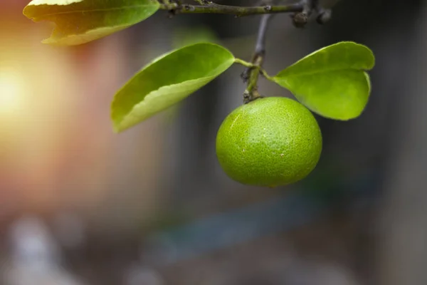 green lemons on the lemon tree