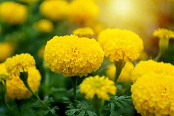 Ogród Marigold Żółty Piękne Słońce Świecące Światło Obrazek Stockowy