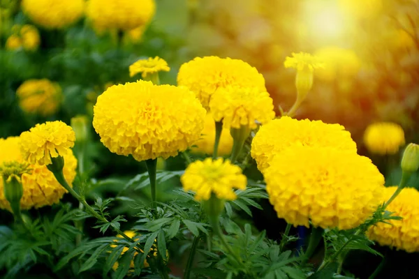 Ogród Marigold Żółty Piękne Słońce Świecące Światło Obraz Stockowy