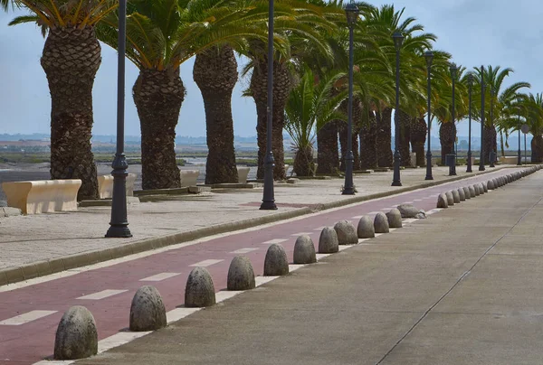 Palmiye ağacı bir balıkçı koyunda yürüyor