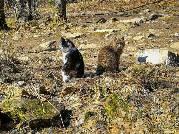 Cats Backs Ask Sun — Stock Photo, Image