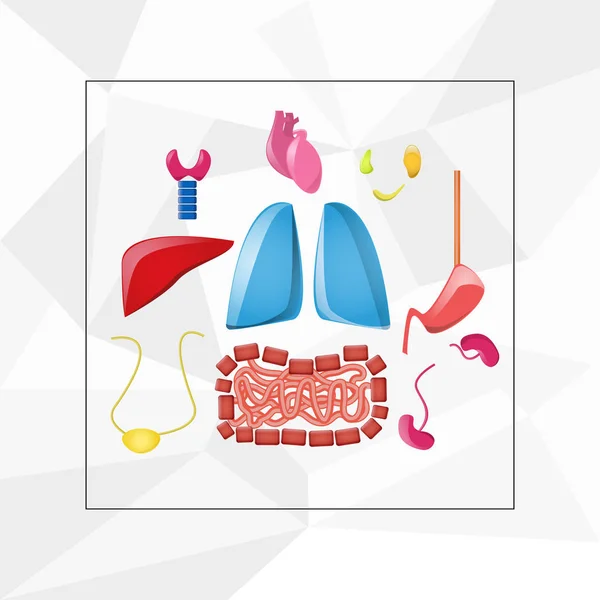 Cartone Animato Organi Interni Luminosi Impostati Sullo Sfondo Bianco Polmoni — Vettoriale Stock