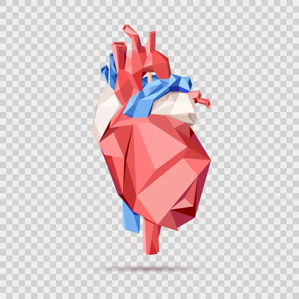Low Poly Style Isolated Anatomical Heart Red Blue White Colors — Stock Vector