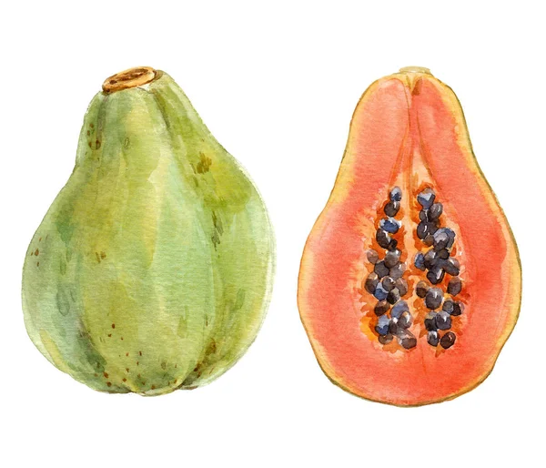 Akvarell papaya compasition — Stockfoto