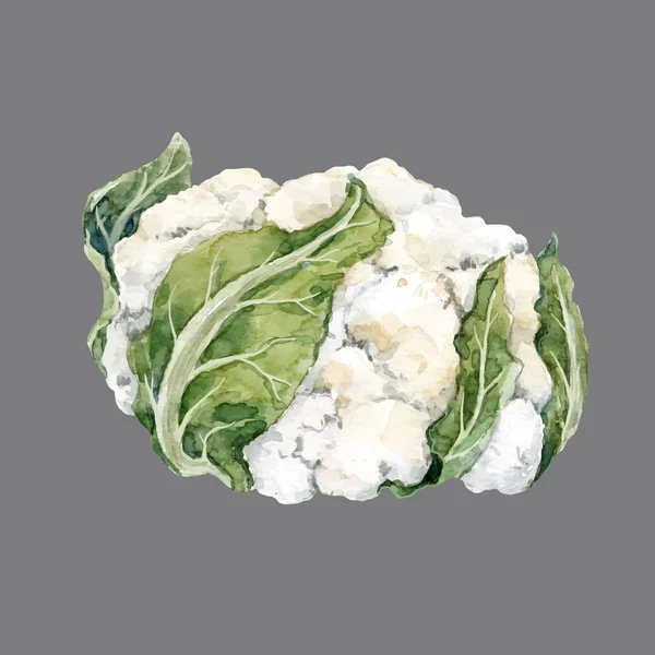 Watercolor cauliflower vector illustration — Stock Vector