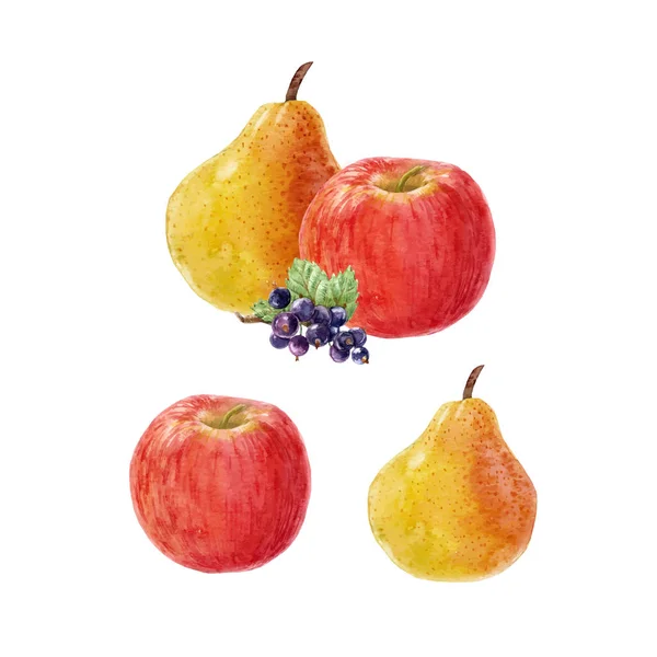 Watercolor fruit vector composition — Stock Vector