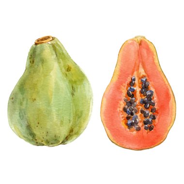 Suluboya papaya vektör set