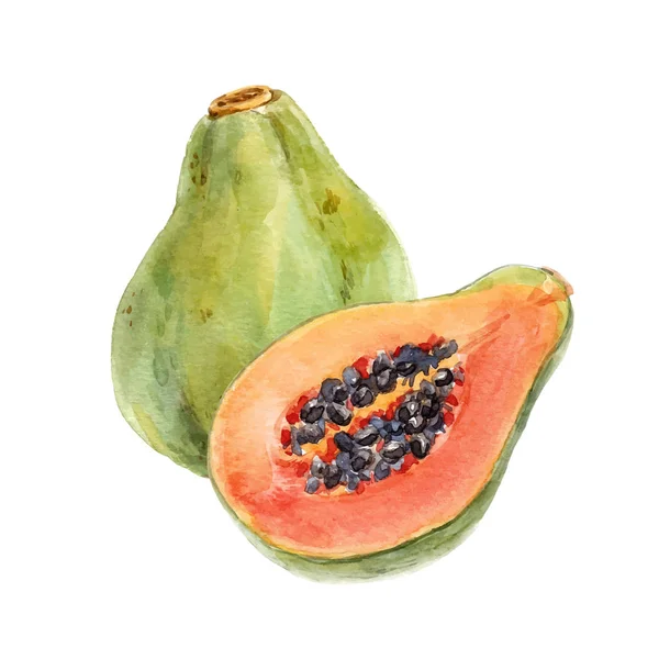 Acuarela papaya vector conjunto — Archivo Imágenes Vectoriales