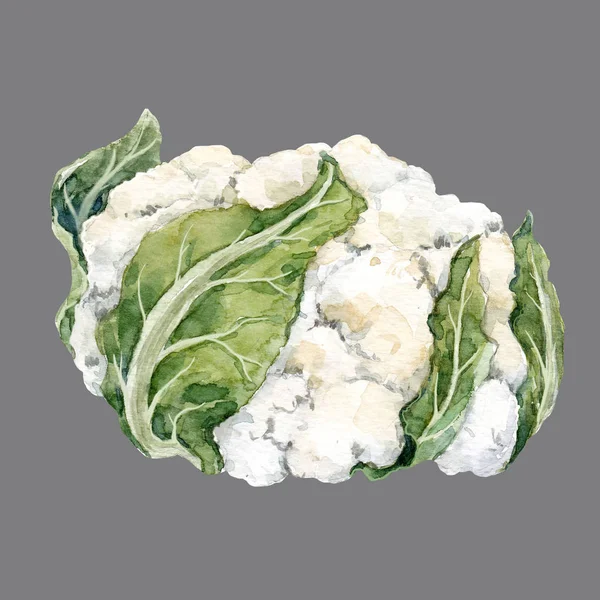 Watercolor cauliflower illustration — Stock Photo, Image