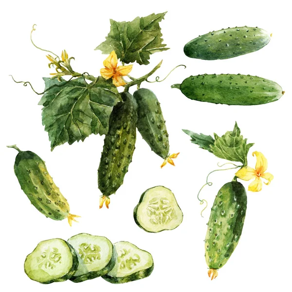 Watercolor cucumber set — Stock Photo, Image